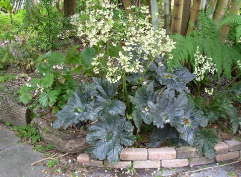 B. ‘Maggie Nodal’